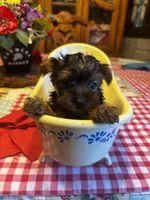 Little man , a male Yorkshire Terrier for sale in Rhome, TX – 4 of 4