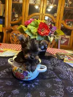 Tiny man, a male Yorkshire Terrier for sale in Rhome, TX – 2 of 3