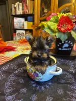 Tiny man, a male Yorkshire Terrier for sale in Rhome, TX – 3 of 3