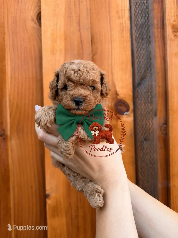 Green Male – Poodle - Toy  puppy for sale in Modesto, CA