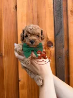 Green Male, a male Poodle - Toy  for sale in Modesto, CA – 1 of 1