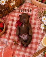 Summer Picnic Boys, a male Poodle - Miniature  for sale in Modesto, CA – 1 of 6