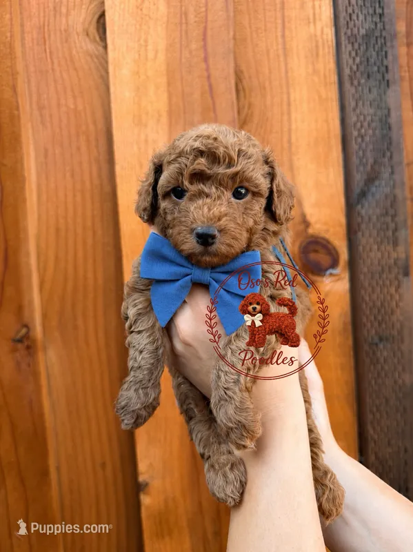 Blue Male – Poodle - Toy  puppy for sale in Modesto, CA