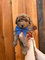 Blue Male, a male Poodle - Toy  for sale in Modesto, CA – 1 of 1