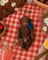 Summer Picnic Boys, a male Poodle - Miniature  for sale in Modesto, CA – 4 of 6