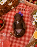 Daisy, a female Poodle - Miniature  for sale in Modesto, CA – 1 of 1