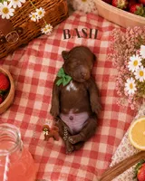 Summer Picnic Boys, a male Poodle - Miniature  for sale in Modesto, CA – 3 of 6