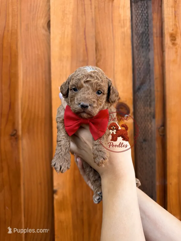 Red Male – Poodle - Toy  puppy for sale in Modesto, CA