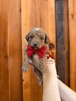 Red Male, a male Poodle - Toy  for sale in Modesto, CA – 1 of 1