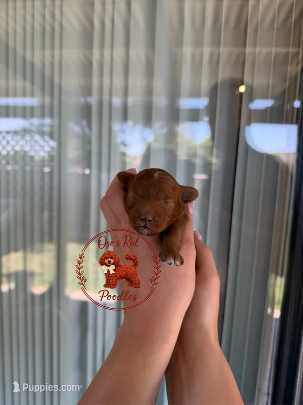 Male 2, a male Poodle - Toy  for sale in Modesto, CA – 1 of 1
