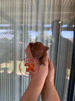 Male 2, a male Poodle - Toy  for sale in Modesto, CA – 1 of 1