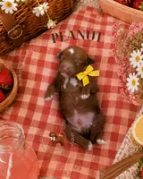 Summer Picnic Boys, a male Poodle - Miniature  for sale in Modesto, CA – 6 of 6