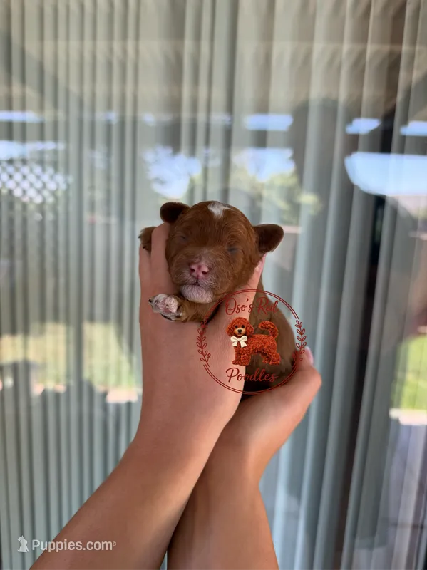 Male 1  – Poodle - Toy  puppy for sale in Modesto, CA