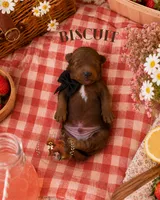 Summer Picnic Boys, a male Poodle - Miniature  for sale in Modesto, CA – 2 of 6