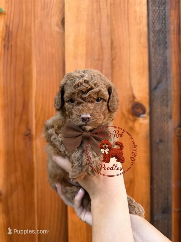Brown male  – Poodle - Toy  puppy for sale in Modesto, CA