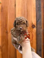 Brown male , a male Poodle - Toy  for sale in Modesto, CA – 1 of 1