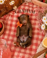 Summer Picnic Boys, a male Poodle - Miniature  for sale in Modesto, CA – 5 of 6