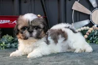 Margaret, a female Shih Tzu for sale in Clare, MI – 3 of 3