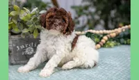 Nolan, a male Poodle - Miniature  for sale in Clare, MI – Photo 1 of 3