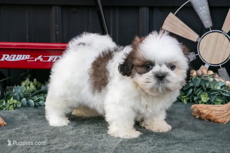 Cooper – Shih Tzu puppy for sale in Clare, MI