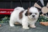 Cooper, a male Shih Tzu for sale in Clare, MI – 1 of 3