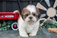 Cody, a male Shih Tzu for sale in Clare, MI – 2 of 3