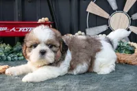 Conley, a male Shih Tzu for sale in Clare, MI – 3 of 3