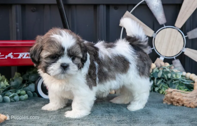 Marco – Shih Tzu puppy for sale in Clare, MI