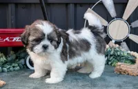 Marco, a male Shih Tzu for sale in Clare, MI – 1 of 3