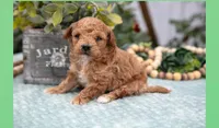 Owen, a male Poodle - Miniature  for sale in Clare, MI – Photo 1 of 3