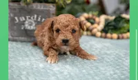 Owen, a male Poodle - Miniature  for sale in Clare, MI – Photo 2 of 3
