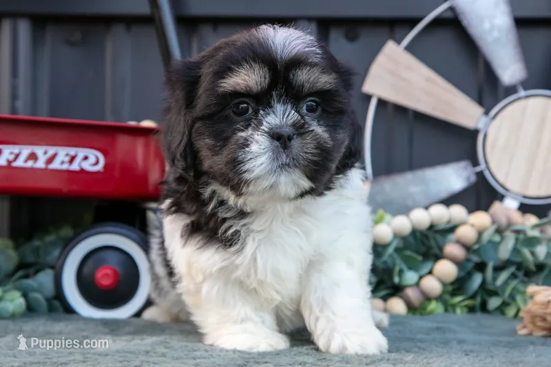 Mister – Shih Tzu puppy for sale in Clare, MI