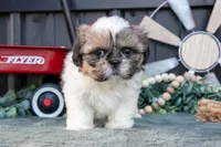 Margaret, a female Shih Tzu for sale in Clare, MI – 2 of 3