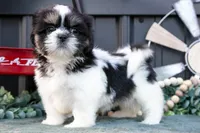 Melody, a female Shih Tzu for sale in Clare, MI – 2 of 3