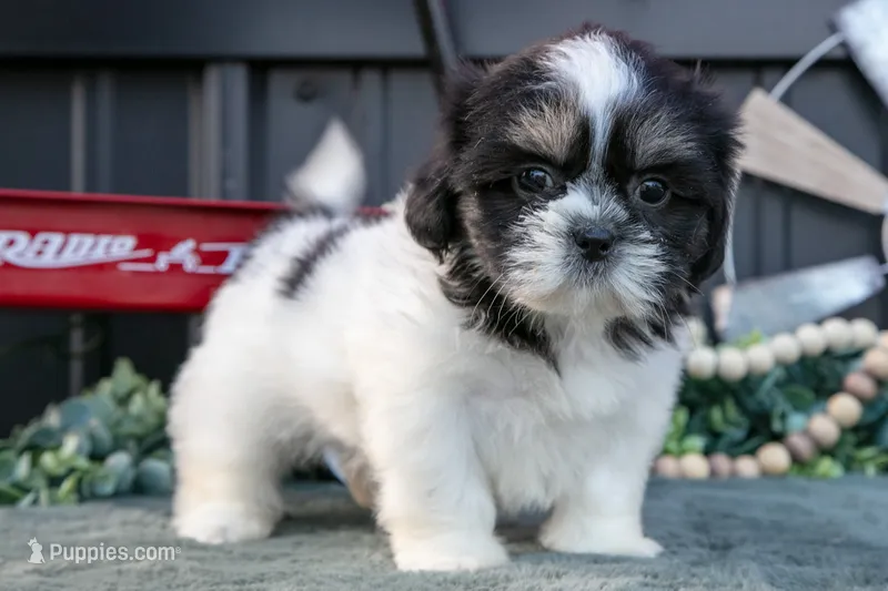 Melody – Shih Tzu puppy for sale in Clare, MI