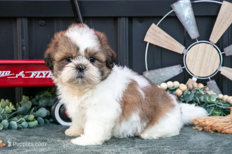 Cody – Shih Tzu puppy for sale in Clare, MI