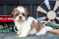 Cody, a male Shih Tzu for sale in Clare, MI – 1 of 3