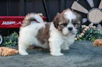 Melanie, a female Shih Tzu for sale in Clare, MI – 1 of 3