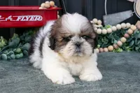 Connor, a male Shih Tzu for sale in Clare, MI – 3 of 3