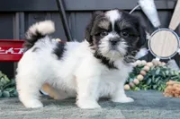 Melody, a female Shih Tzu for sale in Clare, MI – 3 of 3