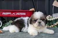 Connor, a male Shih Tzu for sale in Clare, MI – 2 of 3