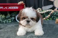 Cutie, a female Shih Tzu for sale in Clare, MI – 2 of 3