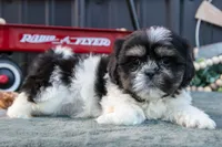 Mister, a male Shih Tzu for sale in Clare, MI – 2 of 3