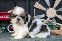 Connor, a male Shih Tzu for sale in Clare, MI – 1 of 3