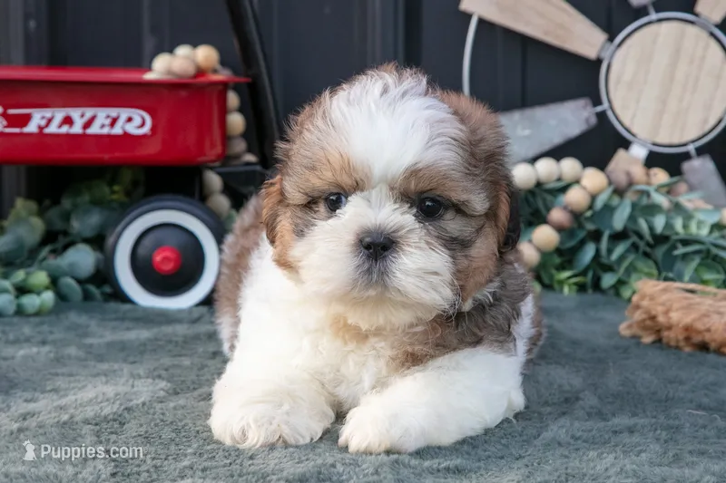 Conley – Shih Tzu puppy for sale in Clare, MI