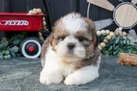Conley, a male Shih Tzu for sale in Clare, MI – 1 of 3