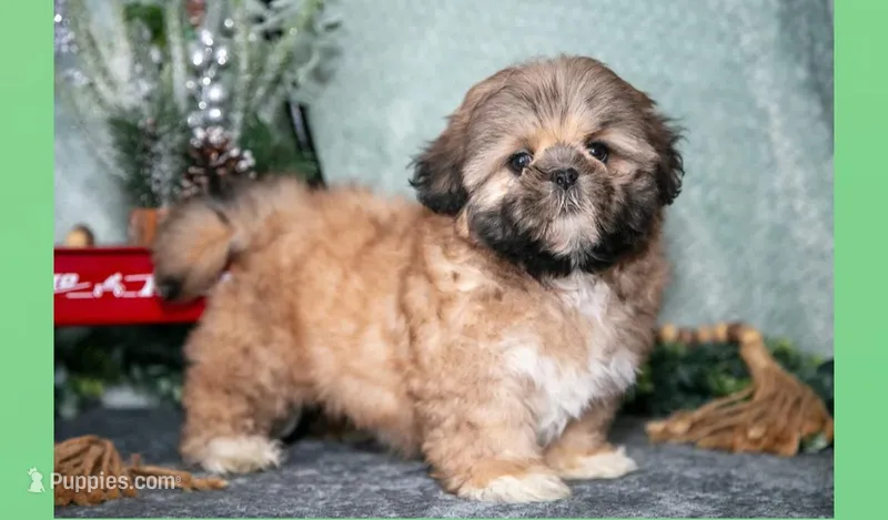 Daisy – Shih Tzu puppy for sale in Clare, MI