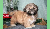 Daisy, a female Shih Tzu for sale in Clare, MI – Photo 1 of 3