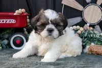 Mallory, a female Shih Tzu for sale in Clare, MI – 3 of 3