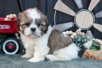 Melanie, a female Shih Tzu for sale in Clare, MI – 3 of 3